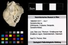 Foto (Objekt + Etiketten) von Goniodromites sp. 